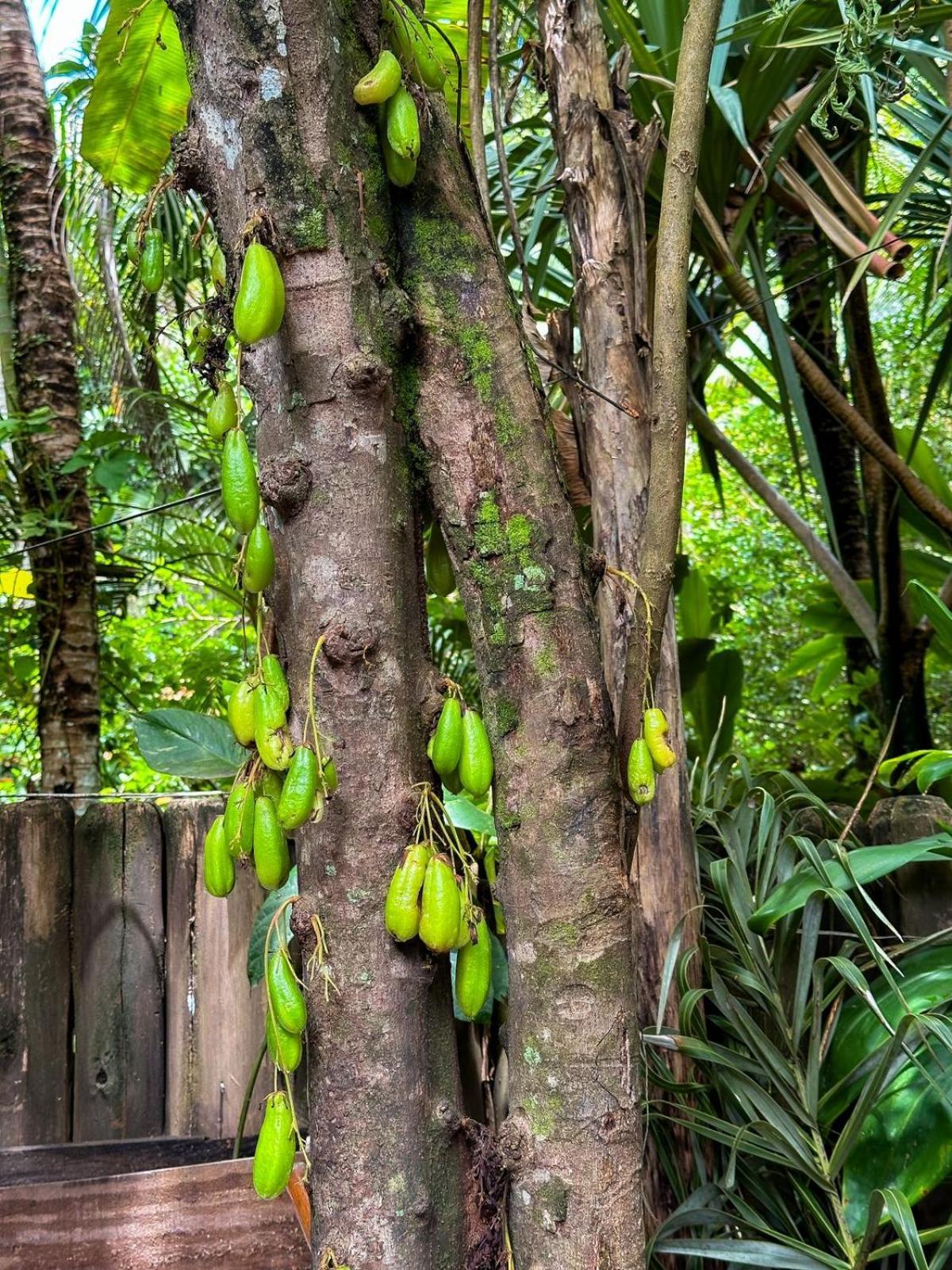 Casa Da Gloria Trancoso - Pousada Boutique Eksteriør billede